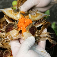 연평도 최고의 맛집 연희정 간장게장 3kg 4미5미